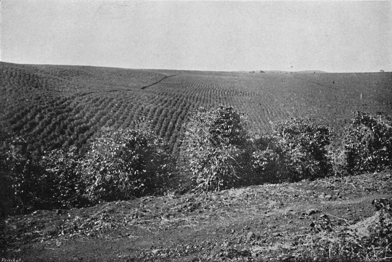 Vznik Coffee Plantation, Coffee Plantation, 1895 od Axel Frick