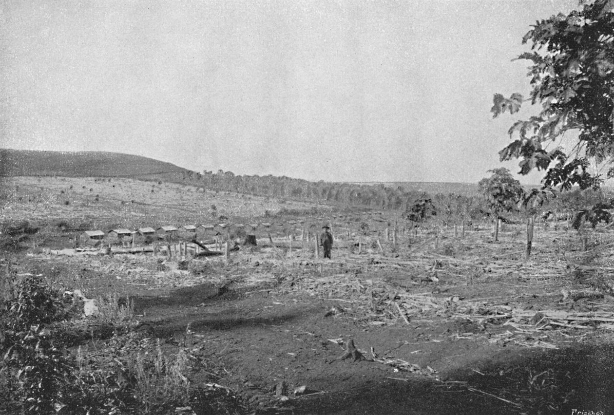Nová kávová plantáž, Nová kávová plantáž, 1895 od Axel Frick