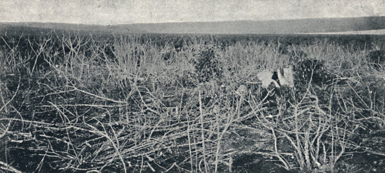 Manioková plantáž, 1895 od Axel Frick