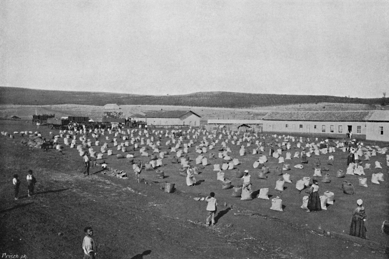 Terreiro para seccar o Kavárna, sušení a balení kávy, 1895 od Axel Frick