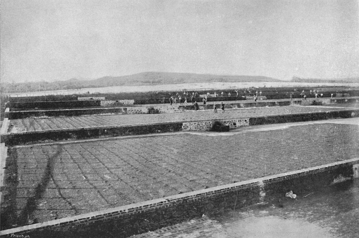 Terasa na sušení kavárny, Sušení kávy, 1895 od Axel Frick