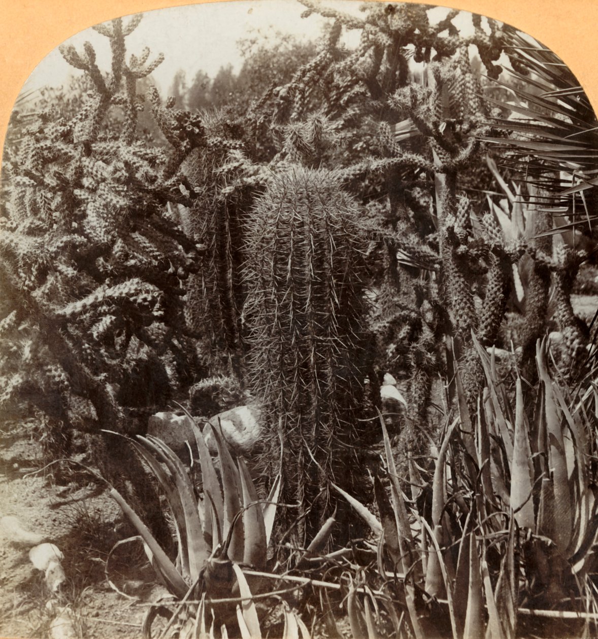 Cactus Garden, Cragin Place, Lake Worth, Florida, c1900. od B. L. Singley