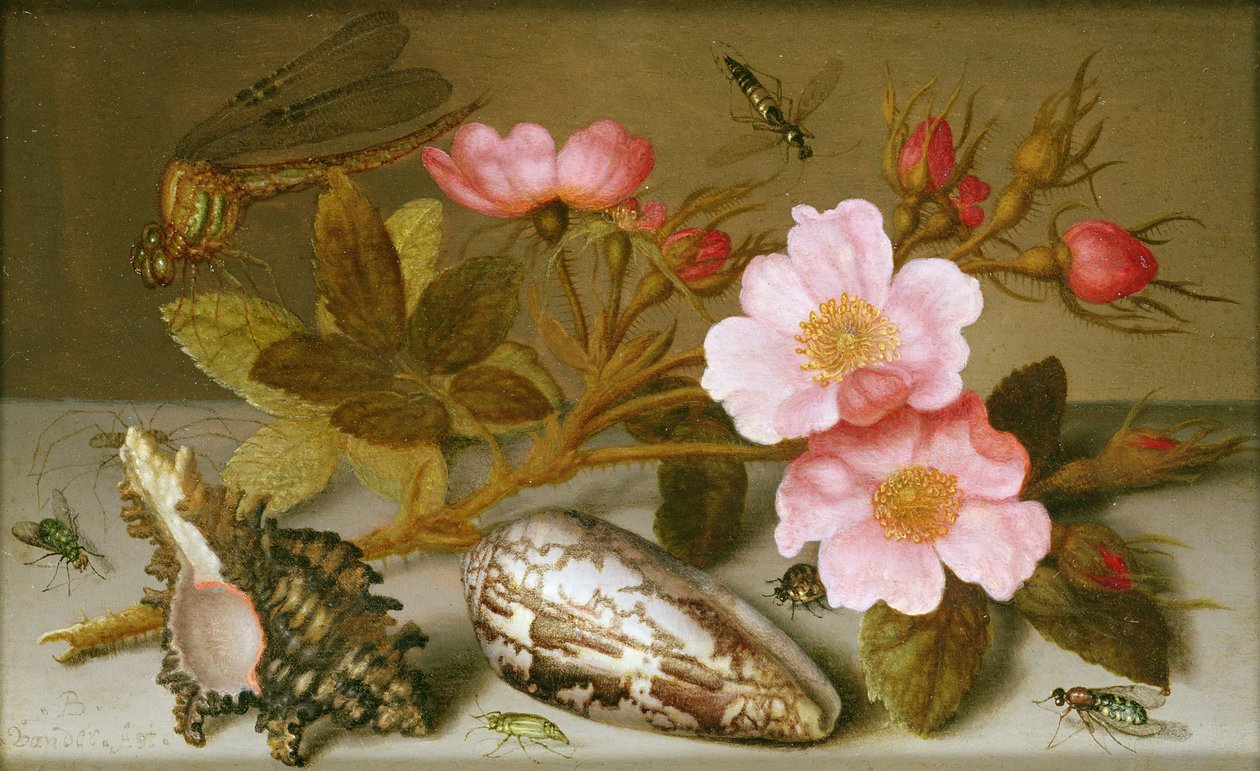 Zátiší s květinami, mušlemi a vážkou (olej na mědi) (pro pár viz 251377) od Balthasar van der Ast