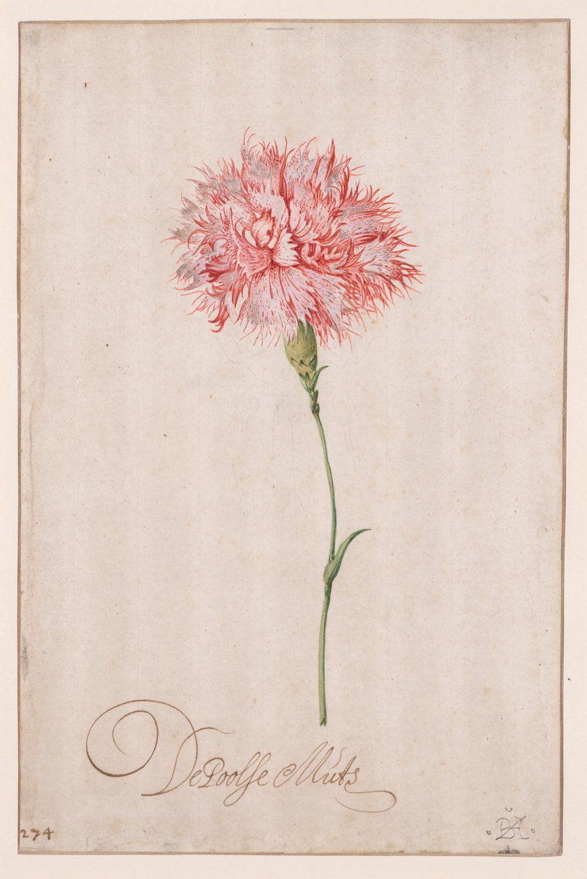 Polský klobouk od Balthasar van der Ast
