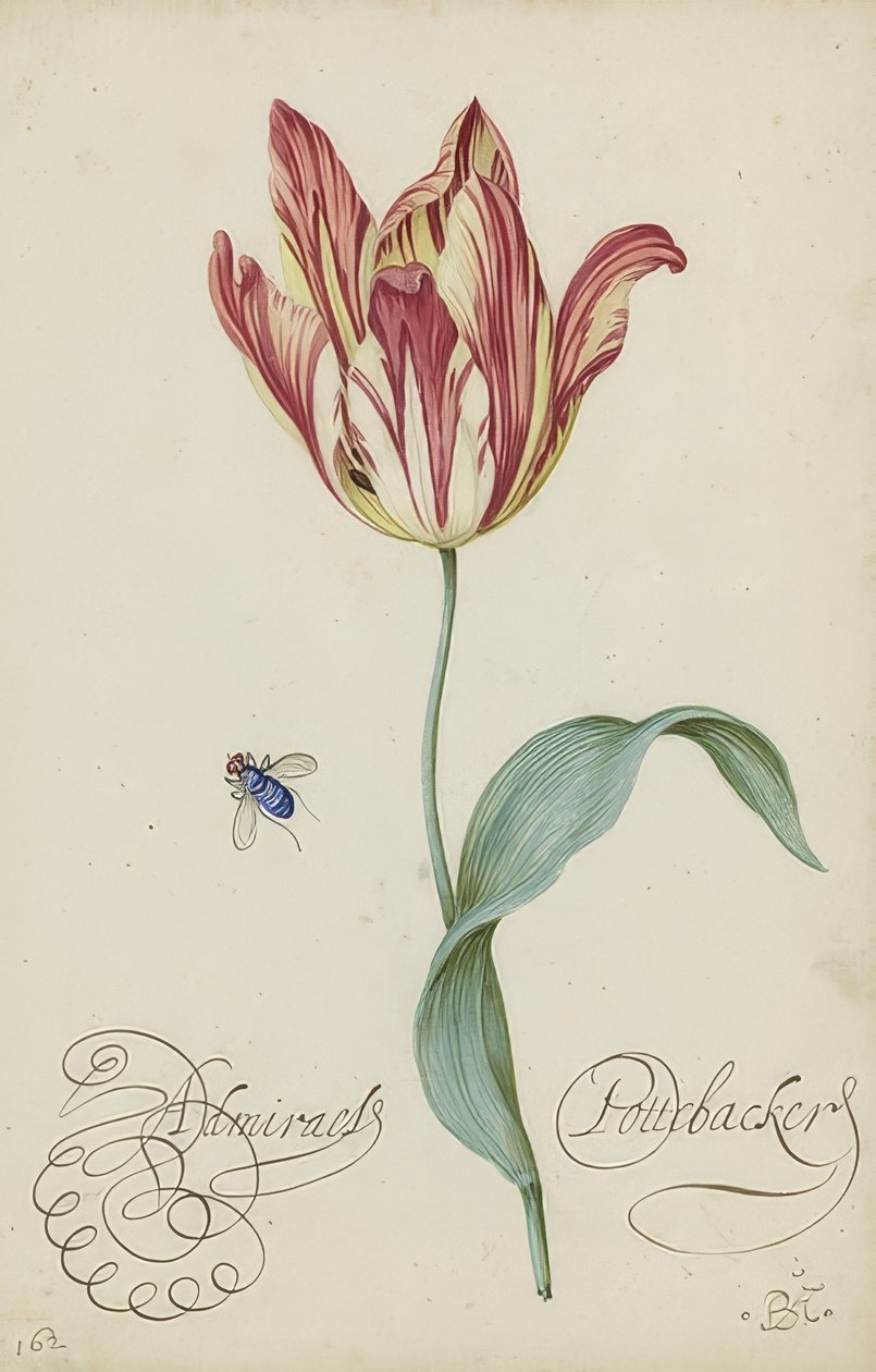 Studie tulipánu a mouchy. 1620-29 od Balthasar van der Ast