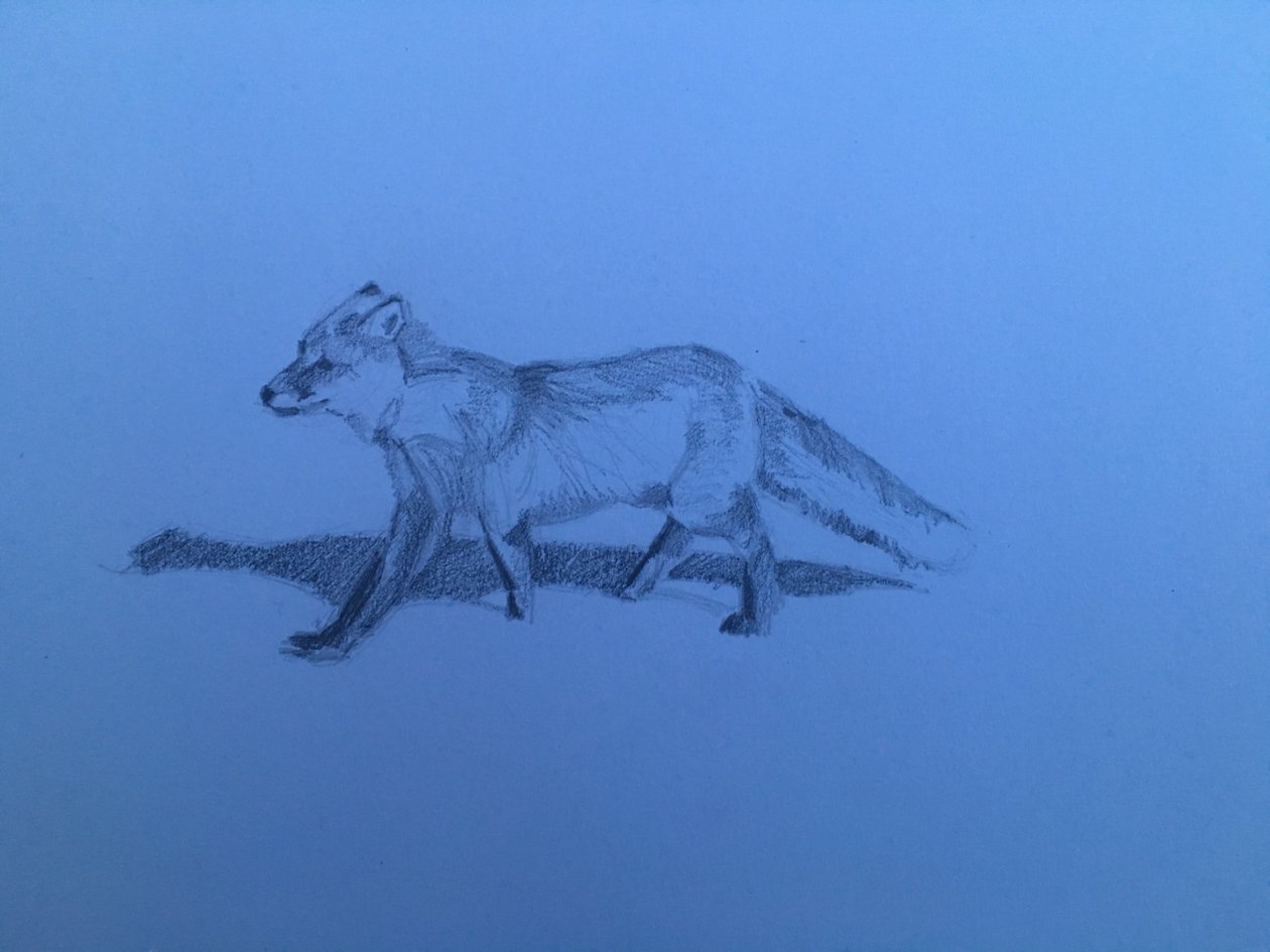 Fox, 2018 od Barbara Hoogeweegen