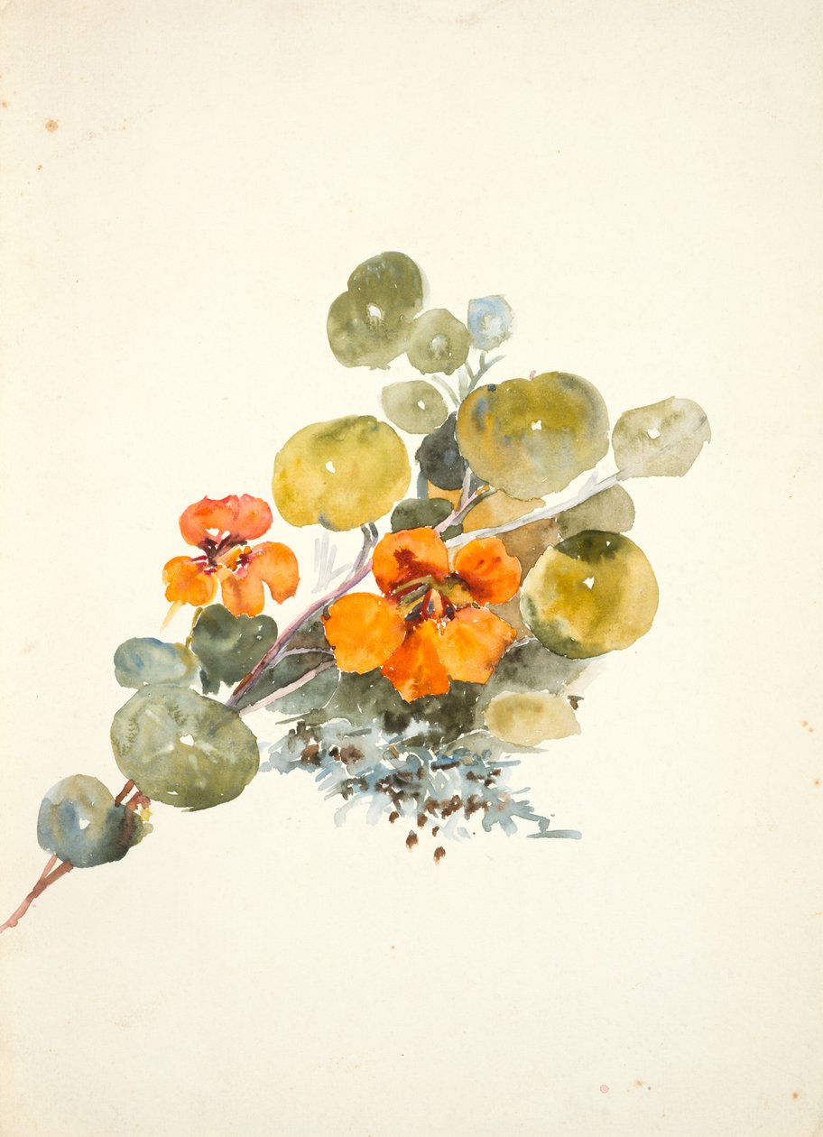 Nasturtiums (akvarel na tkaném papíře) od Barbara Leigh Smith Bodichon