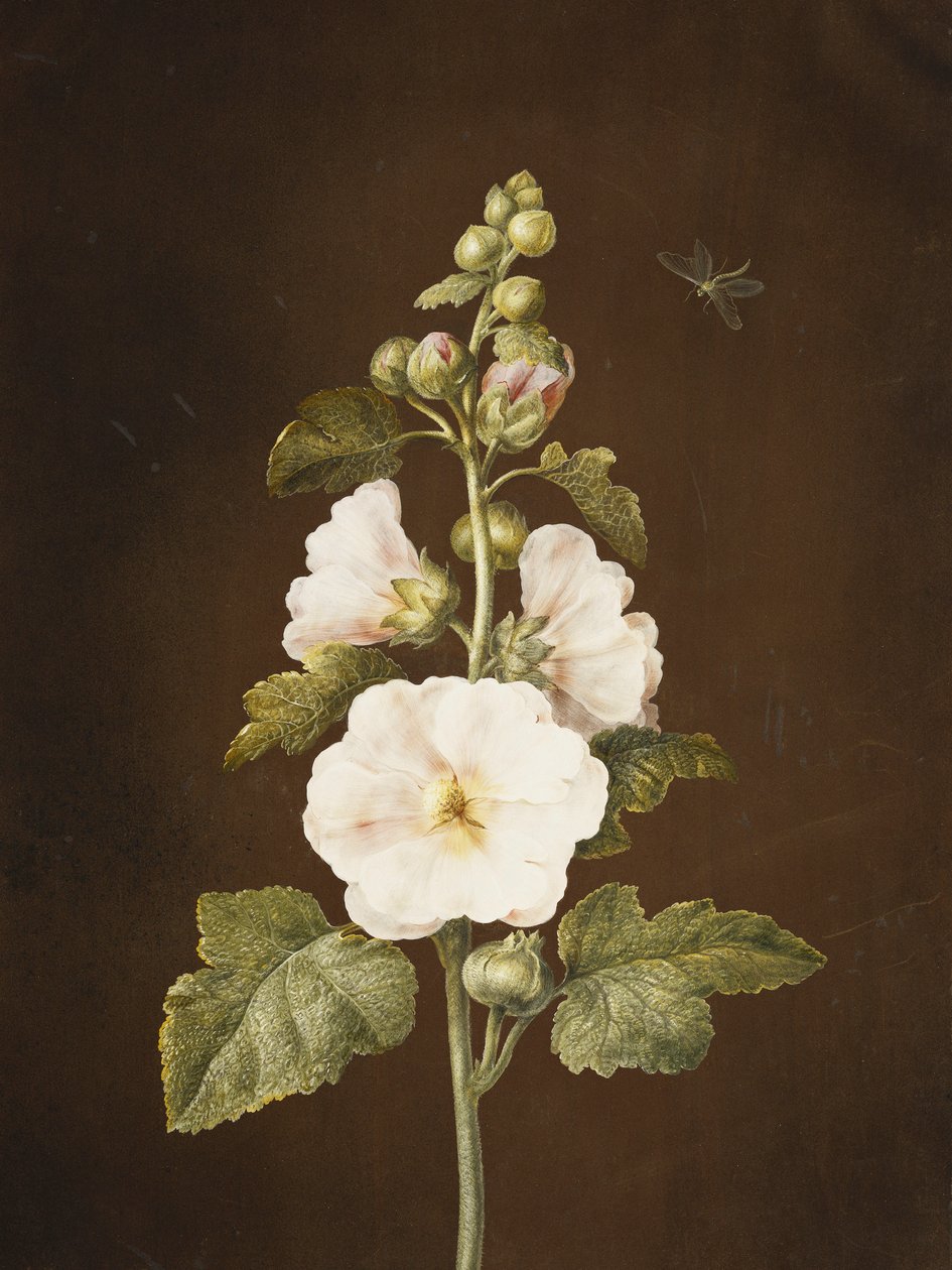 topolovka, od Barbara Regina Dietzsch