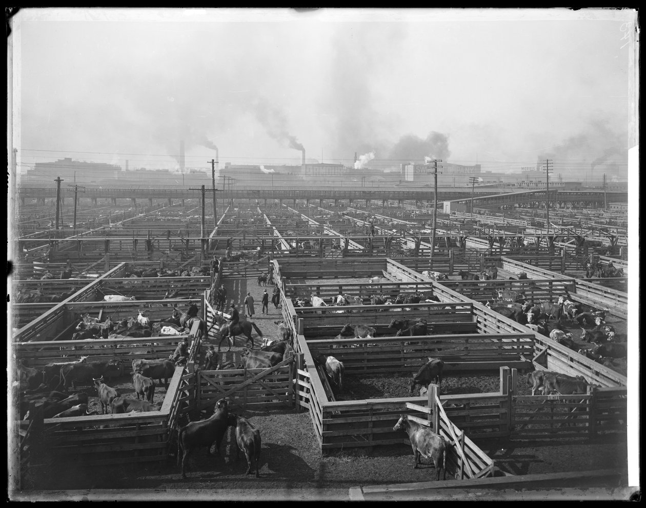 Ohrady pro dobytek v Union Stock Yards, Chicago, Illinois, USA, cca 1900 (č/b fotografie) od Barnes and Crosby
