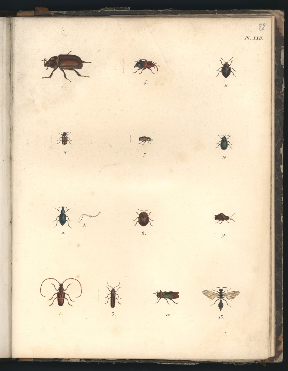 Brouci a vosy, Pl.XXII, ilustrace z 