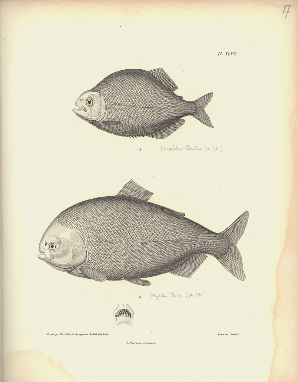 Characidae, Pl. XLVII, ocelorytina Coutant podle rytiny Nicoly Hueta (1770-1827), ilustrace z "Recueil d