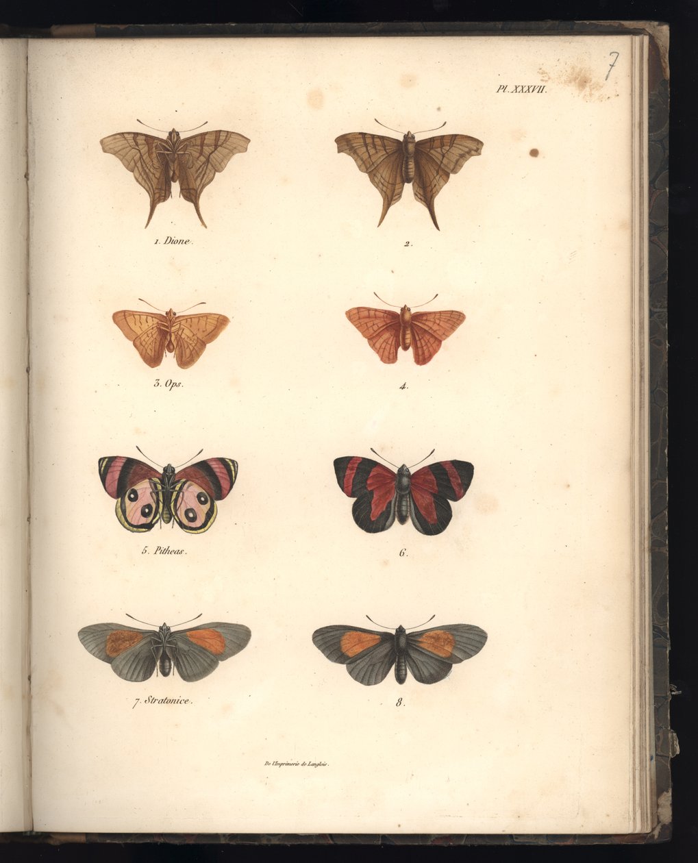 Lepidoptera, Pl. XXXVII, ilustrace ze „Sbírky pozorování zoologie a srovnávací anatomie, část II“, od Al. V. Humboldt a A. Bonplant, Paříž, 1821 (barevná rytina) od Baron Friedrich Alexander von Humboldt