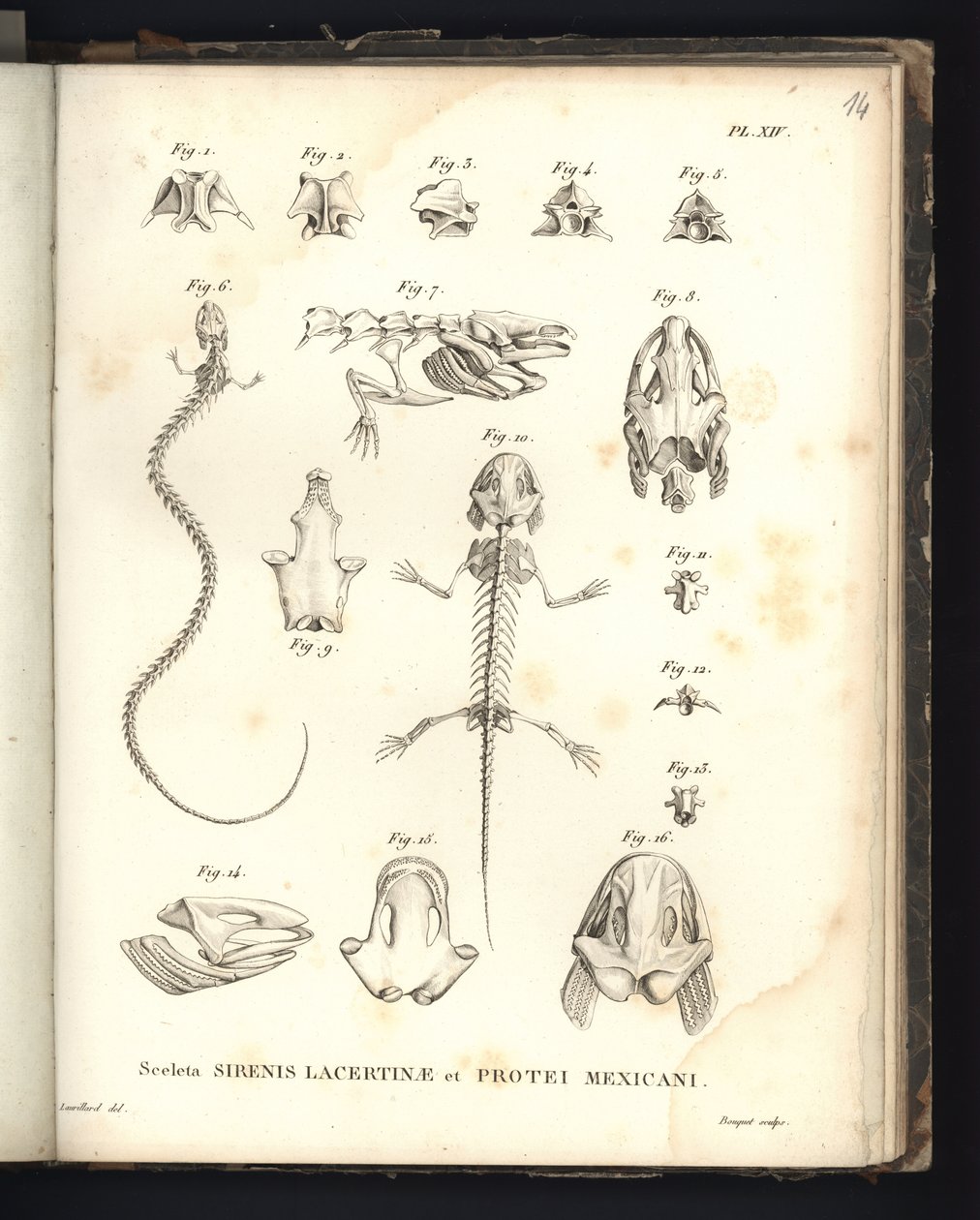 Kostry ještěrky Strenis a Protea z Mexika, deska XIV, Osteologie sirenomelie a axolotl od Baron Friedrich Alexander von Humboldt