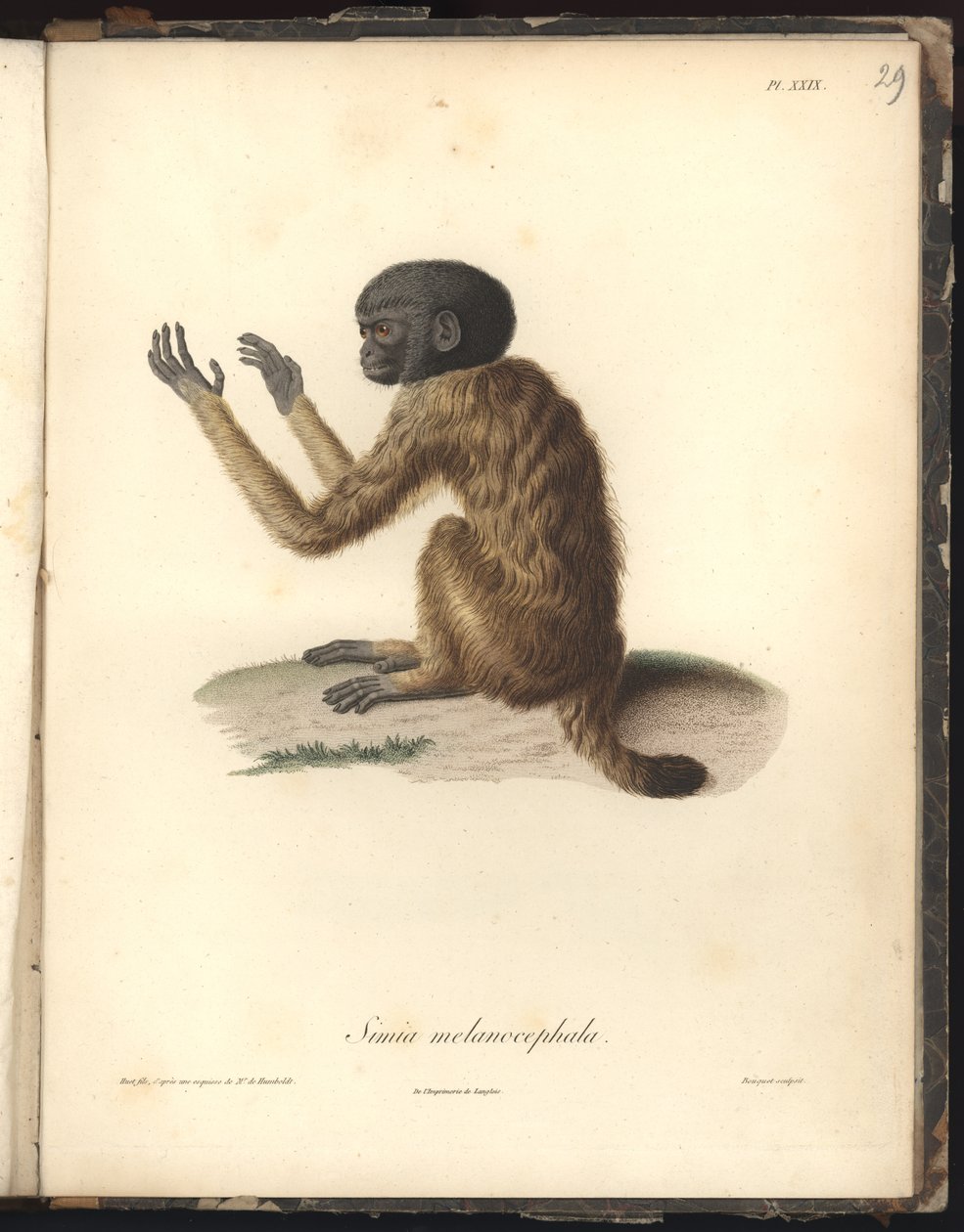 Simia melanocephala, Pl. XXIX, ocel rytina Louis Bouquet (1765-1814) podle rytiny Nicola Huet (1770-1827), ilustrace z Recueil dobservation de zoologie et danatomie Comparee, fait od Baron Friedrich Alexander von Humboldt