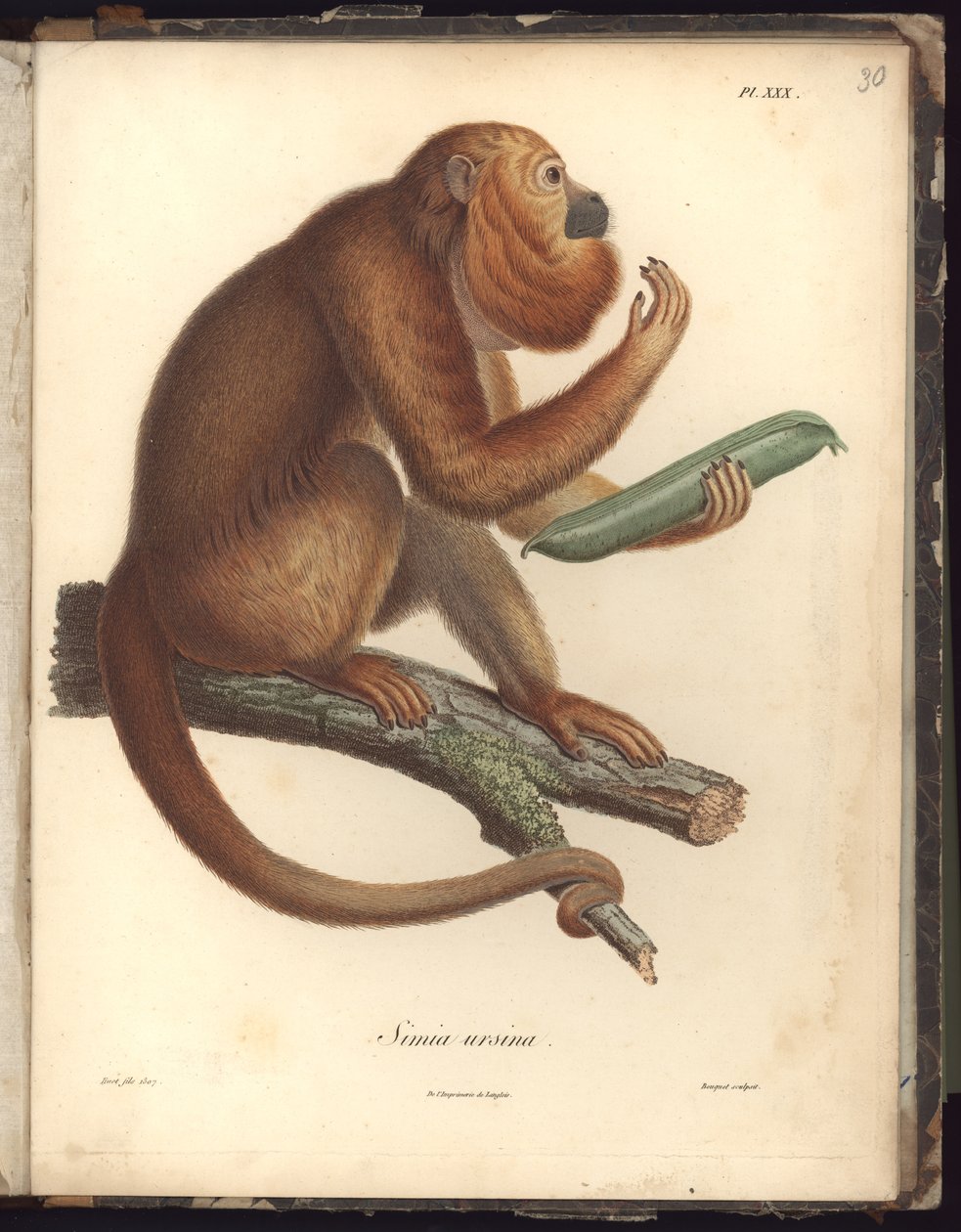 Simia ursina, Pl.XXX, ilustrace ze Sbírky pozorování zoologie a srovnávací anatomie, provedených v Atlantském oceánu, ve vnitrozemí nového kontinentu a v Jižním moři v letech od Baron Friedrich Alexander von Humboldt