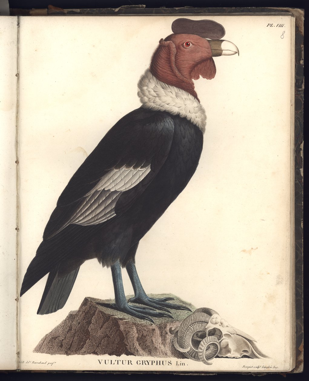 Kondor mužský (Vultur gryphus, LIN.), Pl.VIII, ilustrace z 