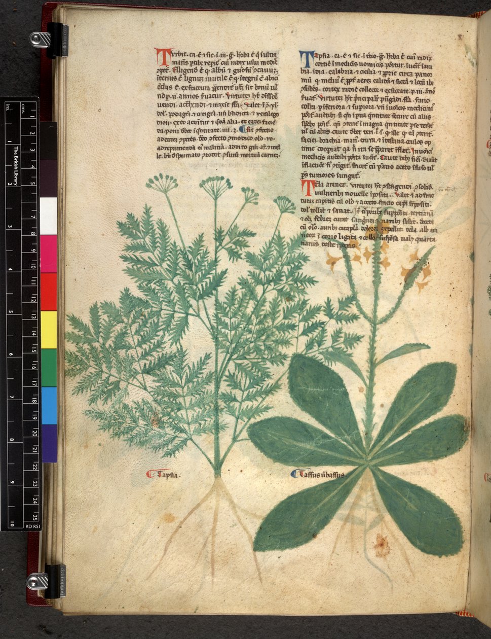 Egerton 747 f.101v Treatise on Herbs, c.1280-1310 (inkoust a barva na pergamenu) od Bartholomaei Mini de Senis