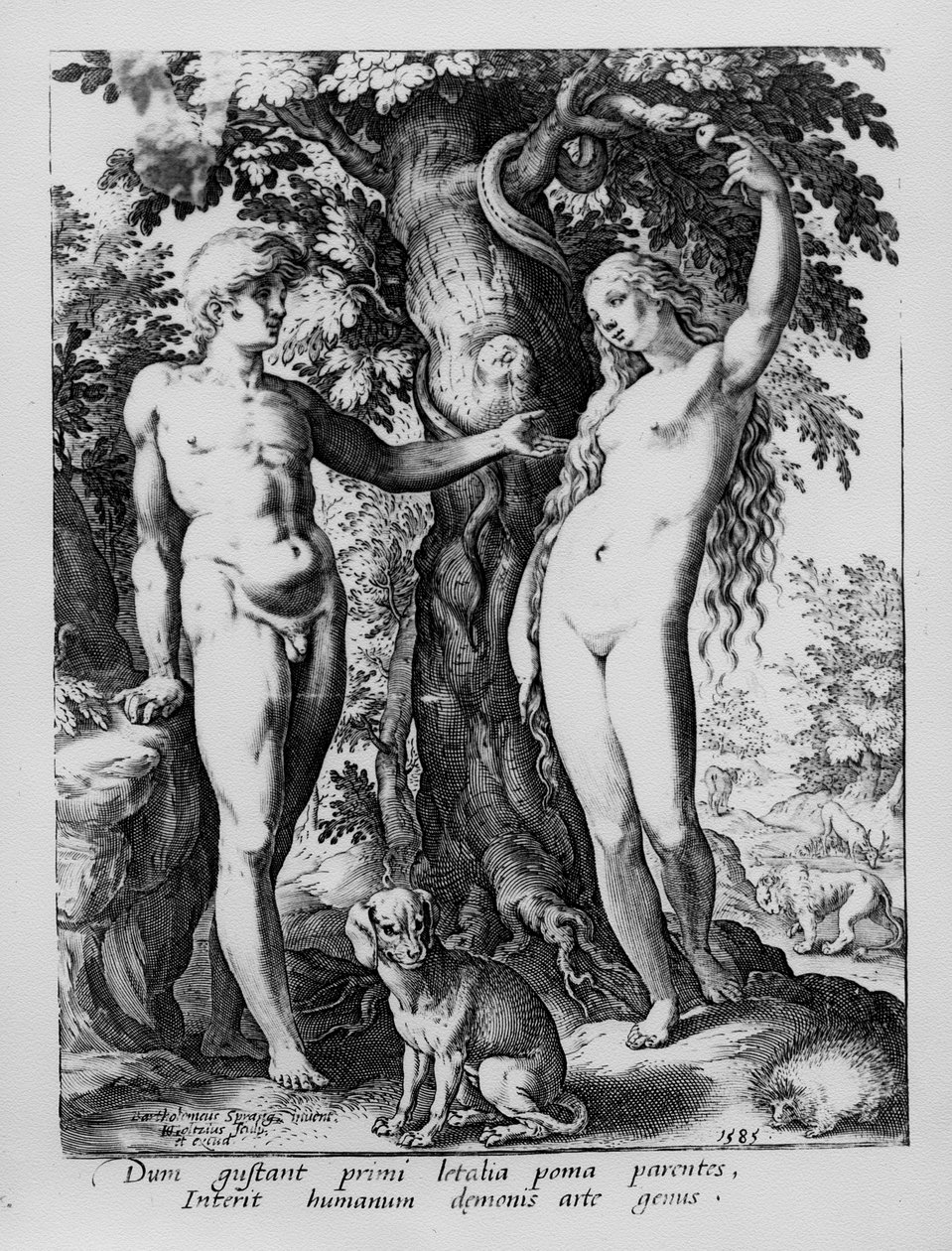 Adam a Eva, vyryl Hendrik Goltzius, 1585 od Bartholomaeus Spranger