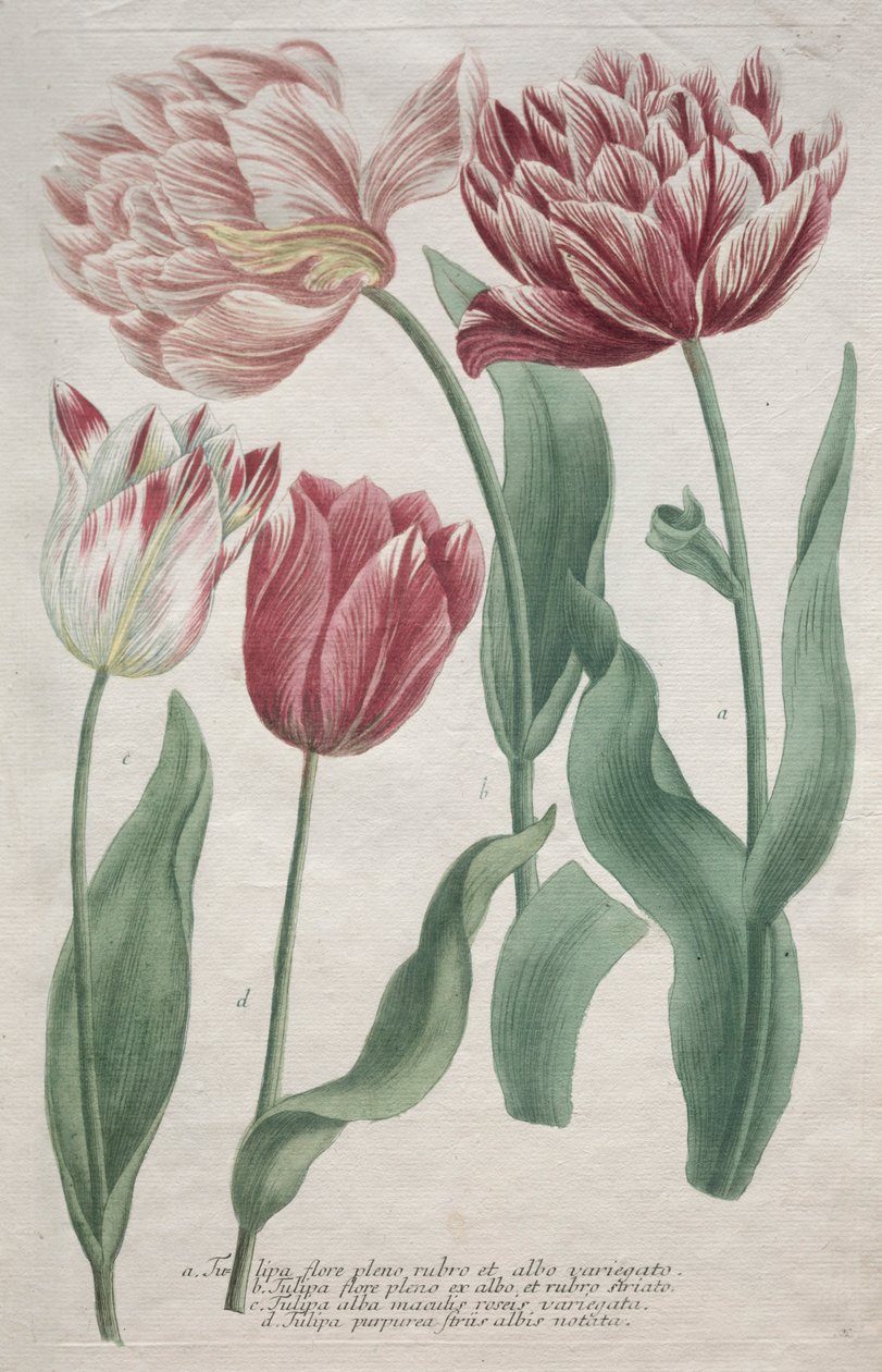 tulipány. od Bartholomaus Seutter