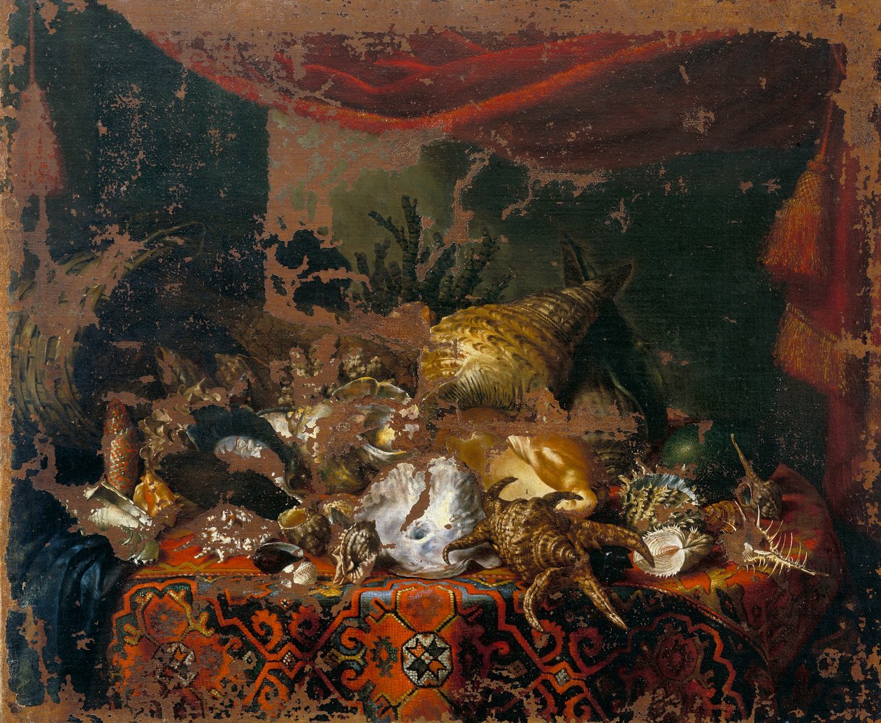 Mušle od Bartolomeo Bimbi