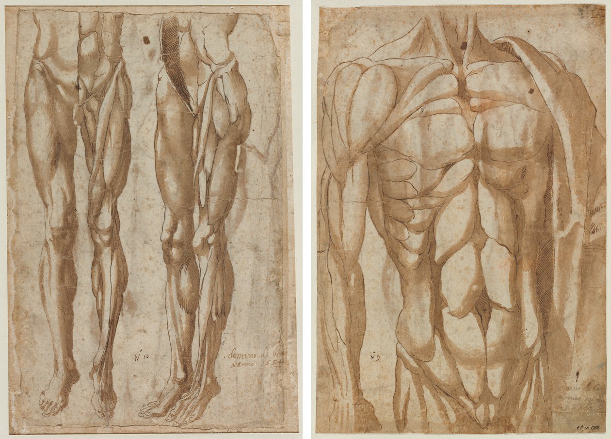 Dvě studie staženého muže (recto) Studie staženého trupu (verze) od Bartolommeo da Arezzo