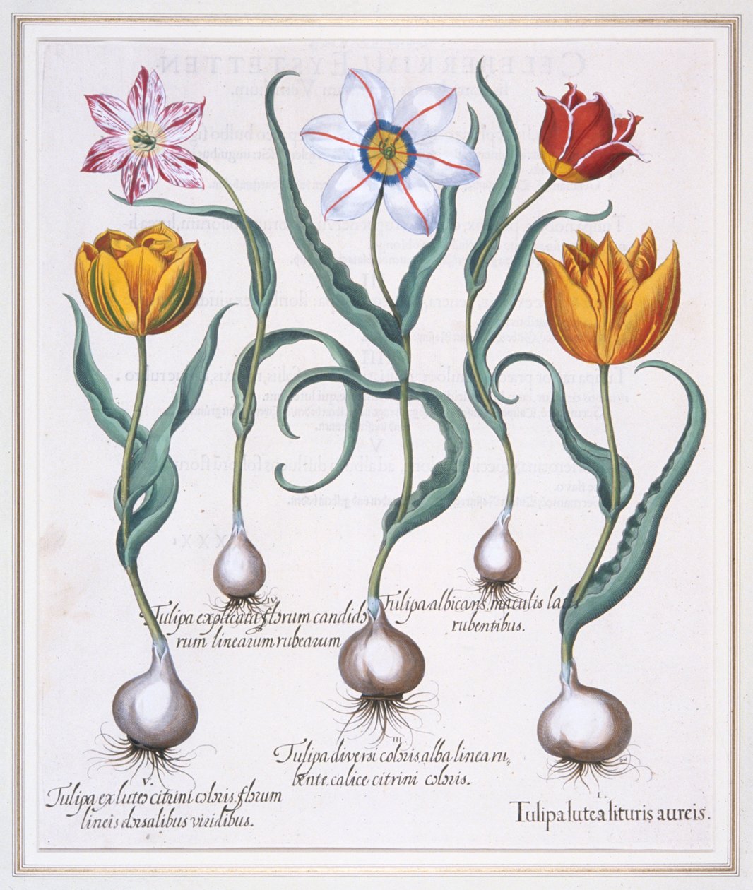 Tulipa Lutea Lituris Aureis, Zlomený žlutý tulipán divokého typu, 1613. od Basil Besler