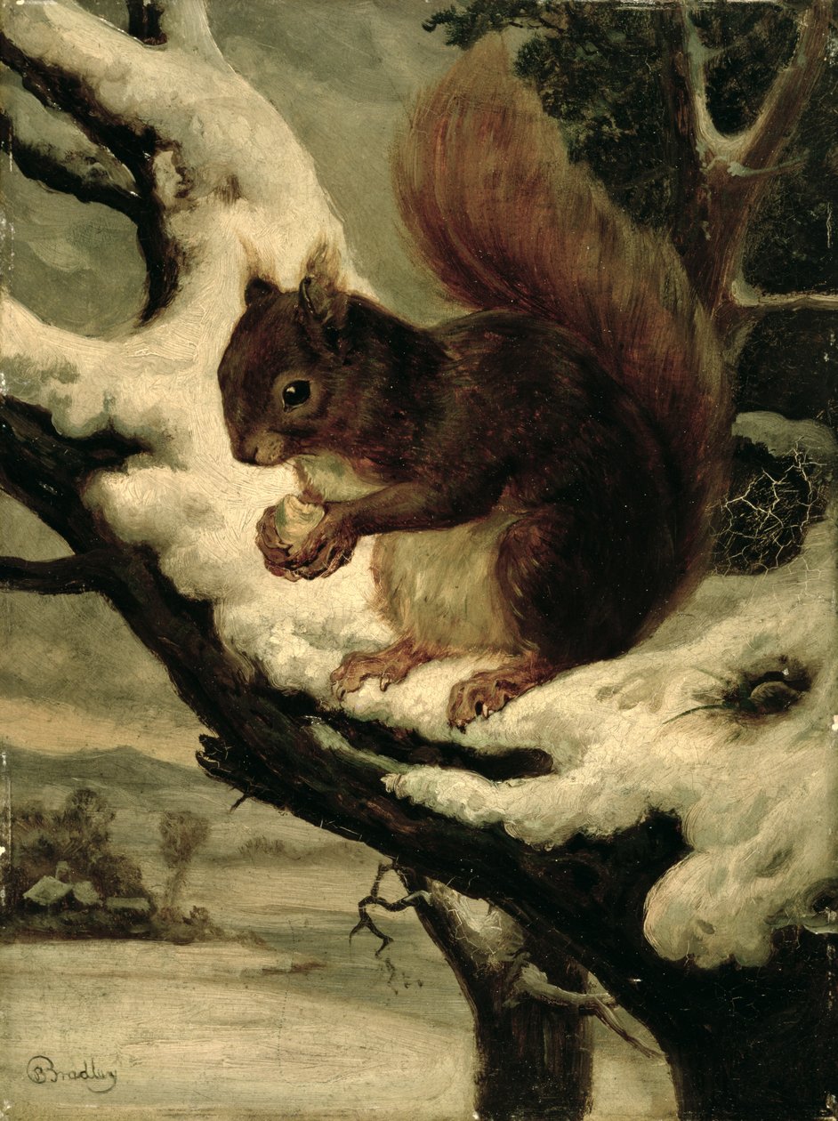 Punainen orava syö pähkinää (öljy myllylaudalle) od Basil Bradley