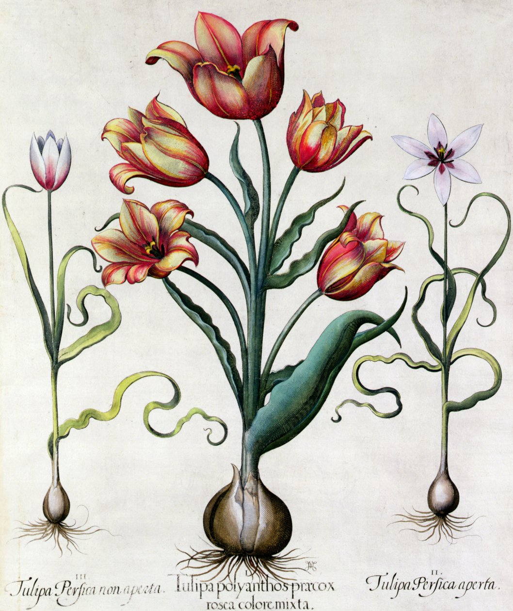 Tulip Perfect No open, Tulip Polyanthos Pracox, Tulip Perfect open vyryto německou školou 17. století od Basilius Besler
