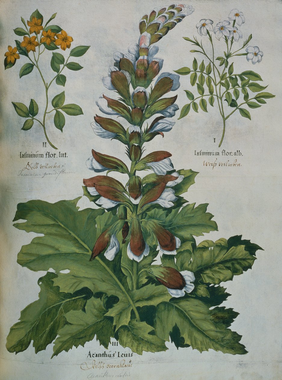 List z Beslerova Hortus Eystettensis (barevná rytina) od Basilius Besler