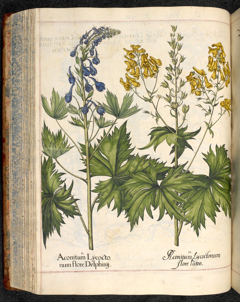 Aconitum lycoctonum (Wolfsbane) z Hortus Eystettensis, Basilius Besler od Basilius Besler