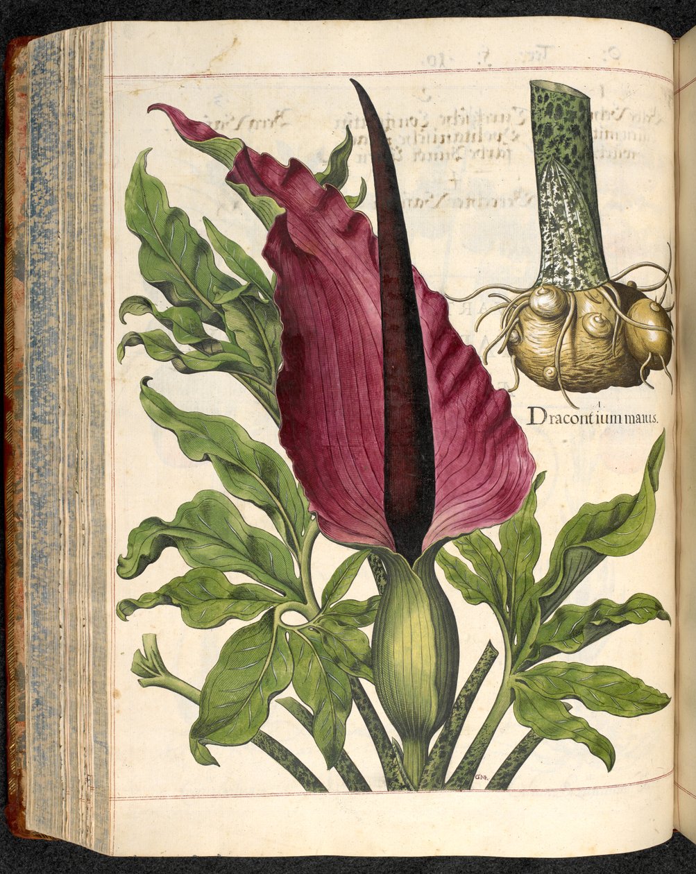 Dracontium Maius, od Hortus Eystettensis, Basilius Besler od Basilius Besler