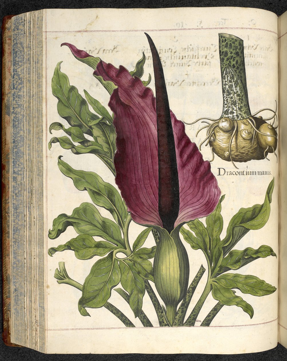 Dracontium Maius, ilustrace z 