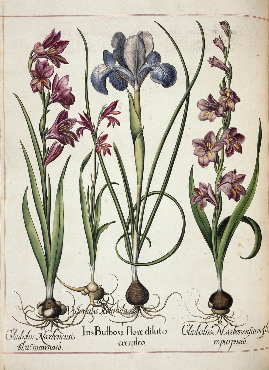 Gladiolus a duhovka, z 