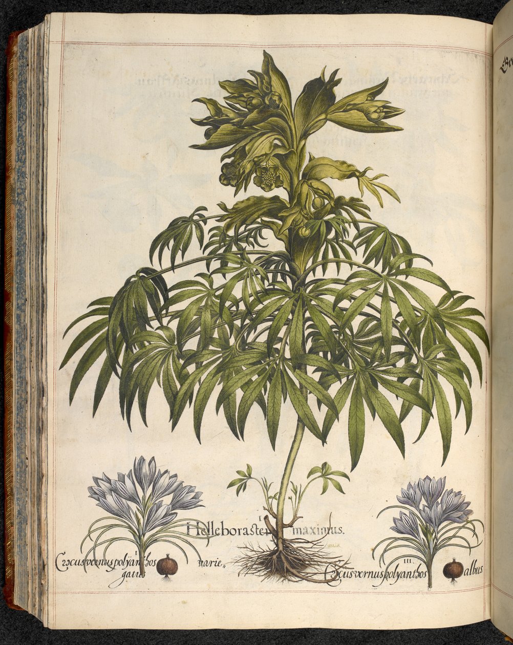 Helleboraster maximus, od Hortus Eystettensis, ...Basilius Besler od Basilius Besler