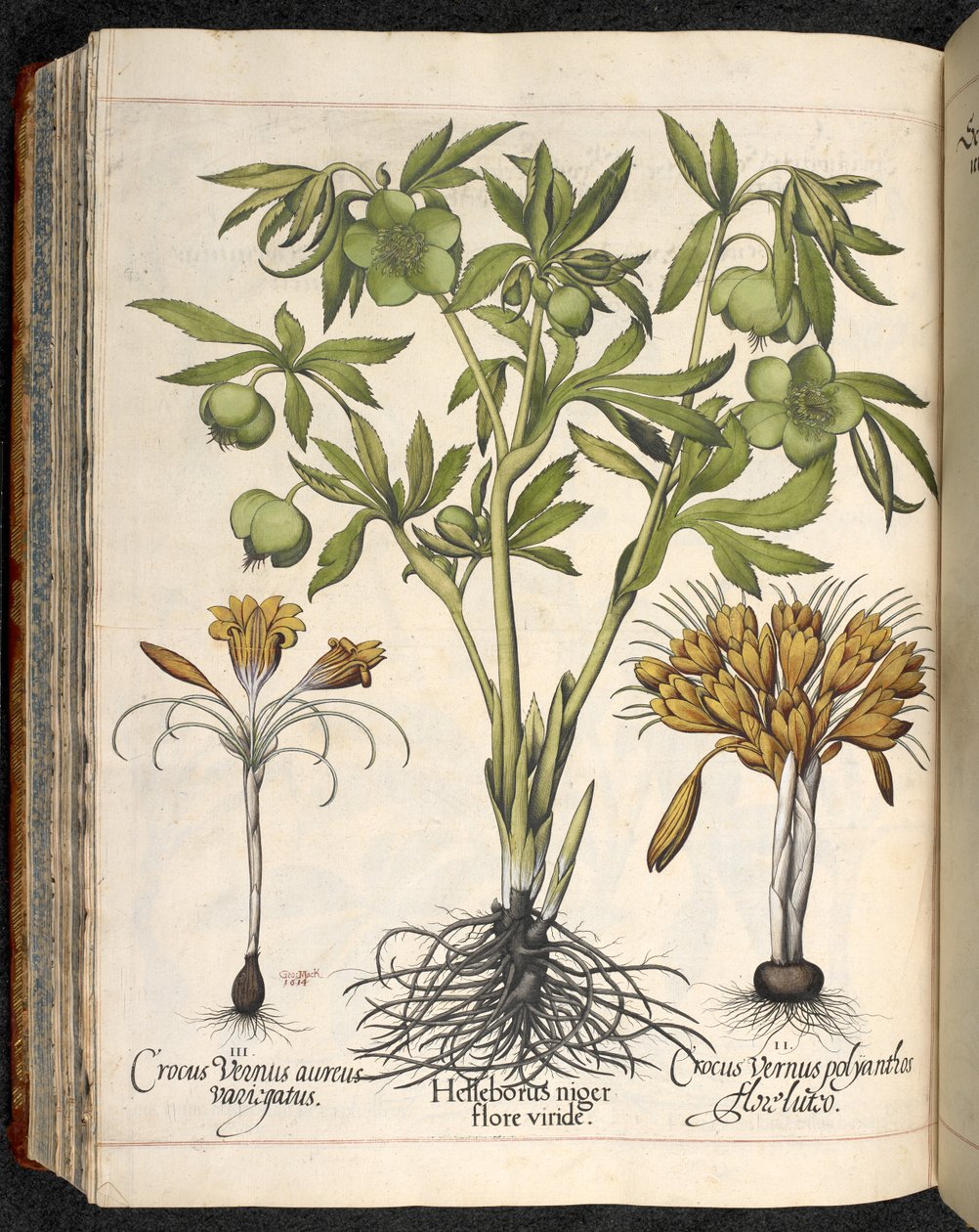 Helleborus niger, Crocus vernus, z Hortus Eystettensis, Basilius Besler od Basilius Besler