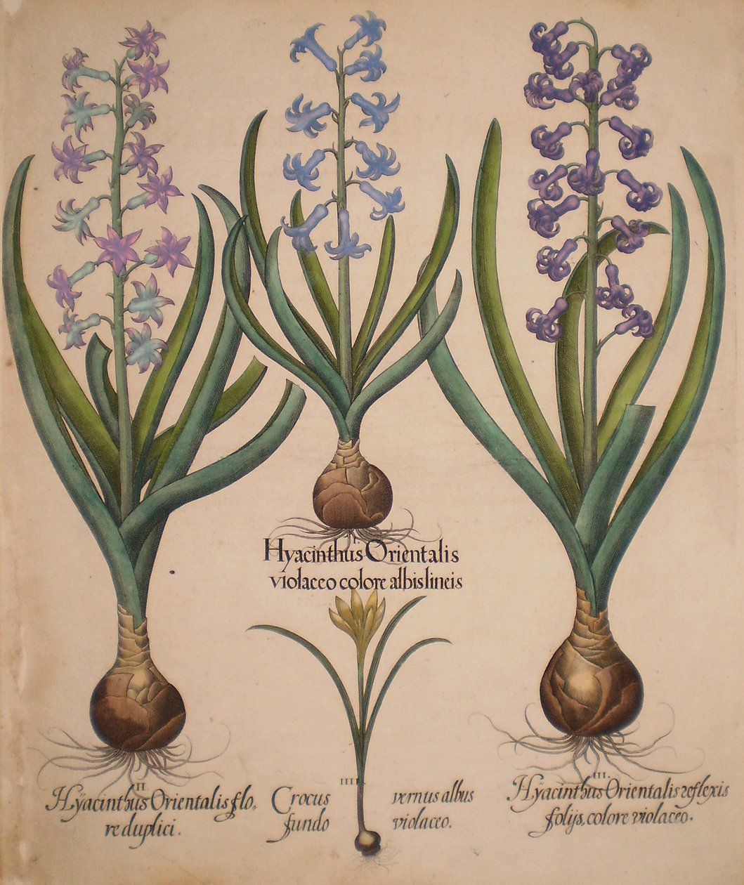 Hyacinthus orientalis floreduplici-Hyacinthus orientalis violaceo albislienis-Crocus vernus albus fundo violaceo-Hyacinthus orientalis reflexis folys colore violaceo od Basilius Besler