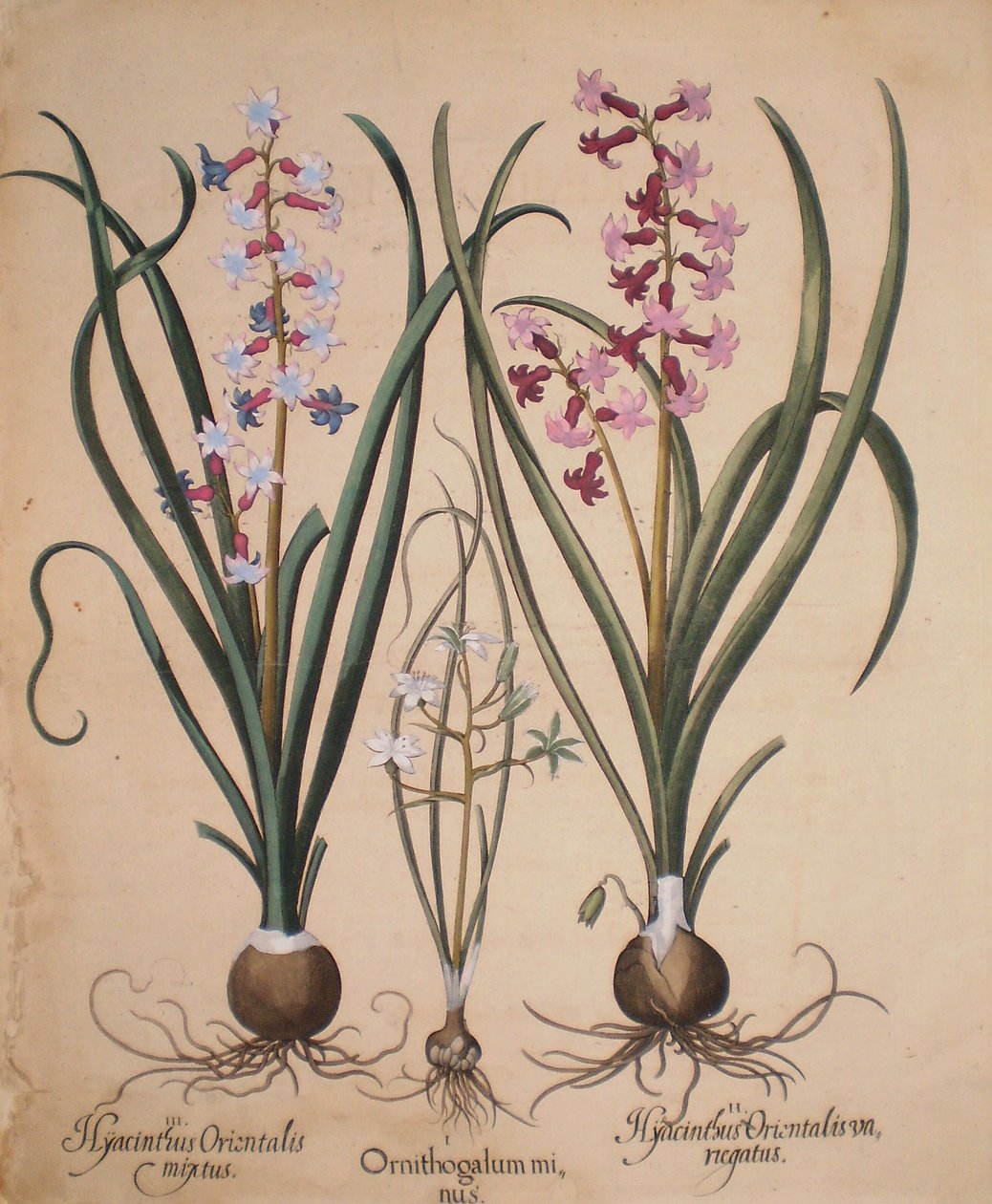Hyacinthus orientalis mixtus-Ornithogalum minus-Hyacinthus orientalis veriegatus od Basilius Besler