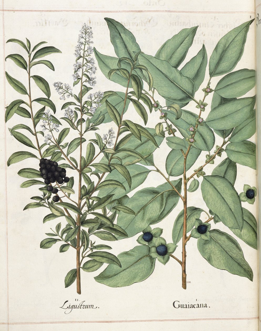 Ligustrum a Guiacana, z 