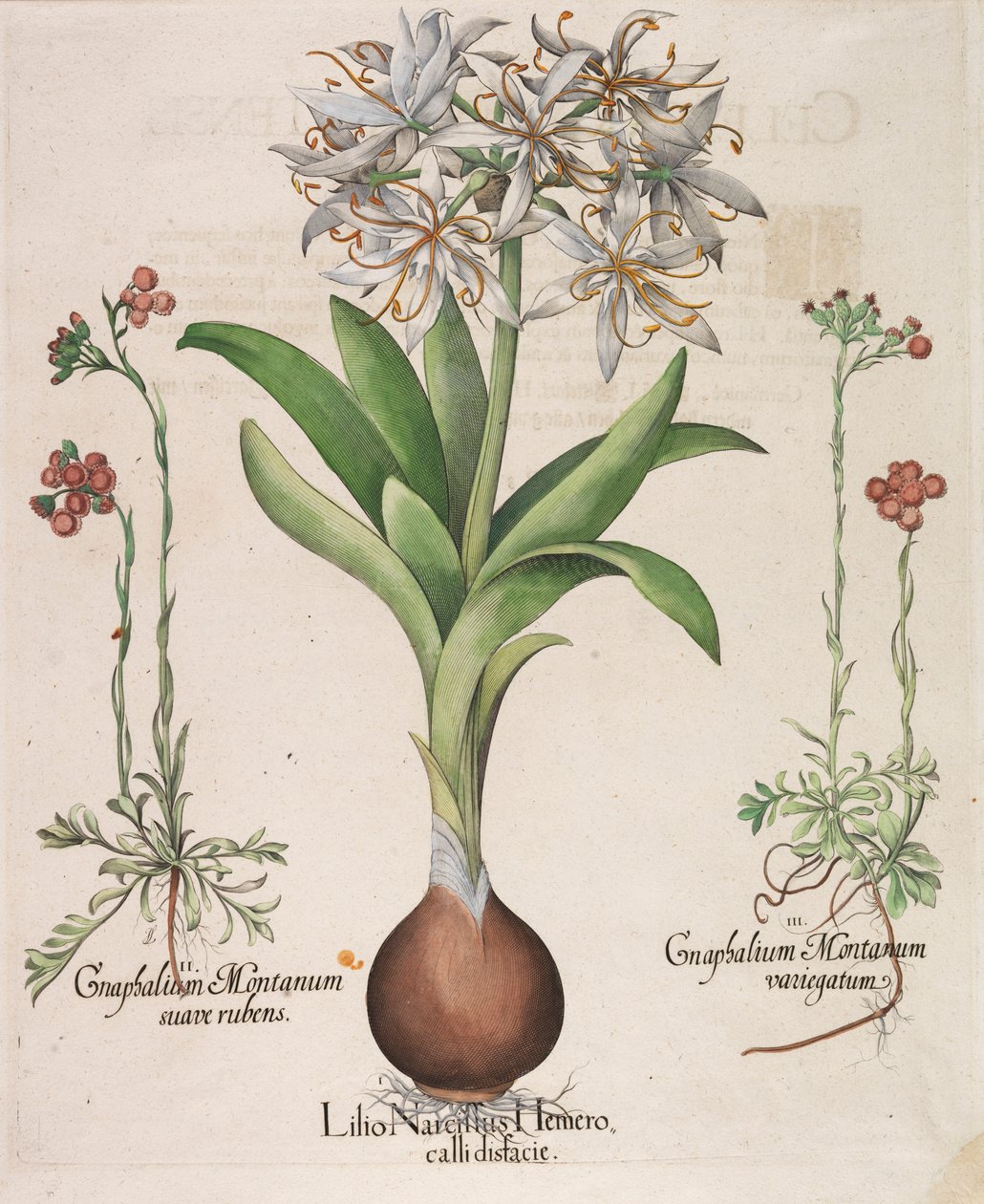 Lilio Narcissus Hemerocalli, 1613. od Basilius Besler