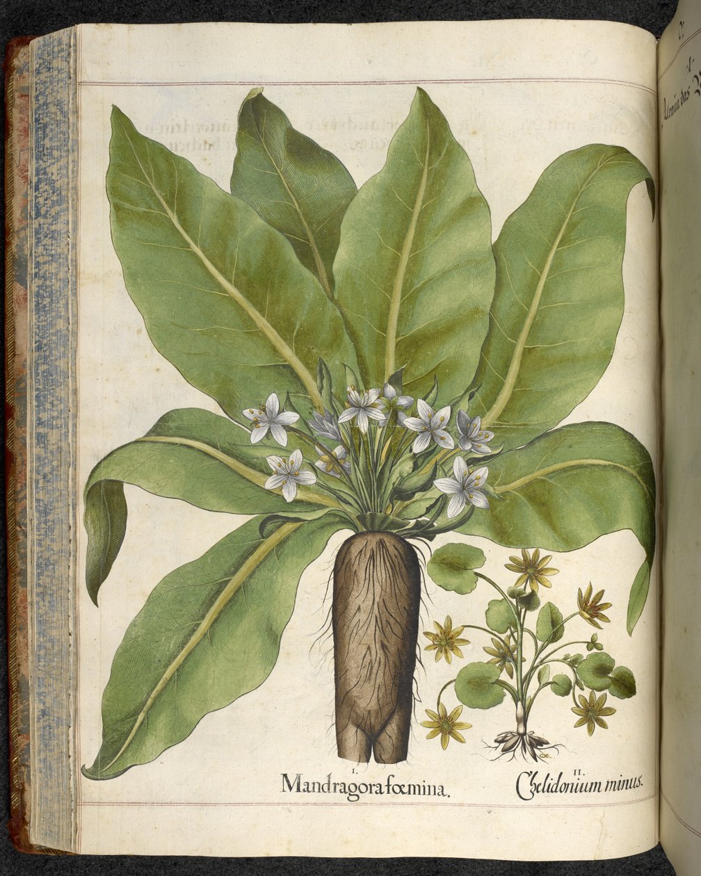 Mandragora Mandragora femina, ilustrace z 