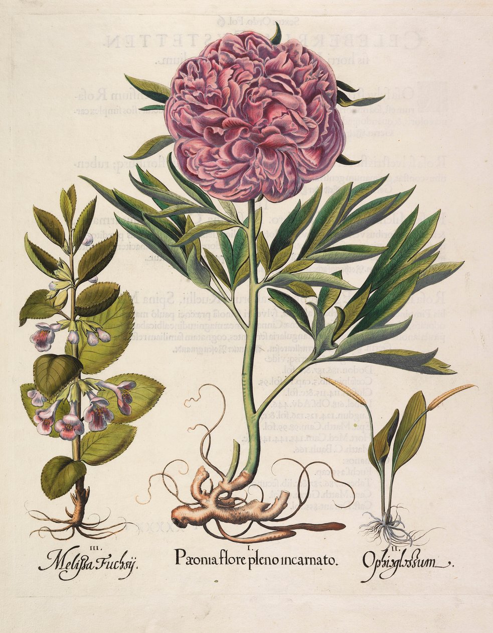 Paeonia v plném květu, 1613 od Basilius Besler