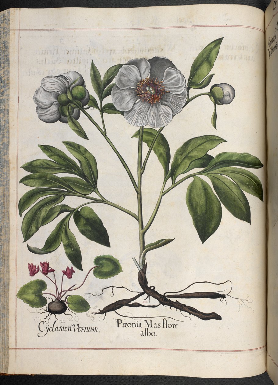Deska 106: Cyclamen Vernum, Paonia Mas flore albo, od Hortus Eystettensis, Basilius Besler od Basilius Besler