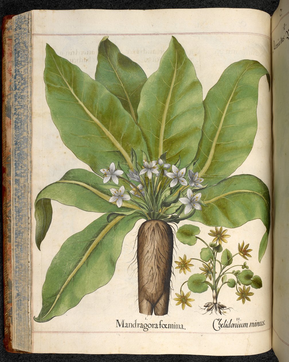 Talíř 29: Mandragora femina (Mandragora), z Hortus Eystettensis, Basilius Besler od Basilius Besler