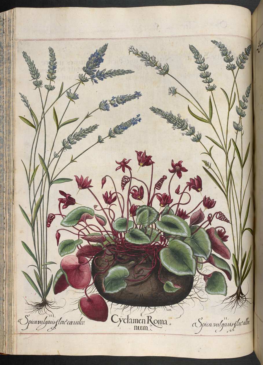 Deska 347: Cyclamen Romanum, od Hortus Eystettensis, Basilius Besler od Basilius Besler