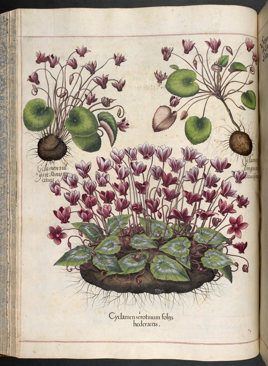 Deska 348: Cyclamen.  Zahrada Eystetten,...  Basil Besler  1613 od Basilius Besler