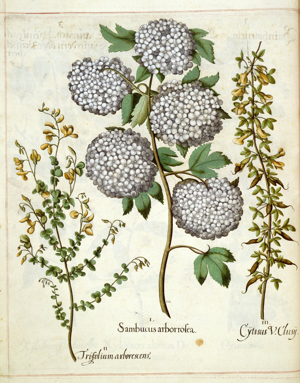 Sambucus, Trillium and Cytisus, from Hortus Eystettensis   1349975   cs       czech Successfully Translated  Original: The Progress of the Stars: L Adoration Translat: The Progress of the Stars: L