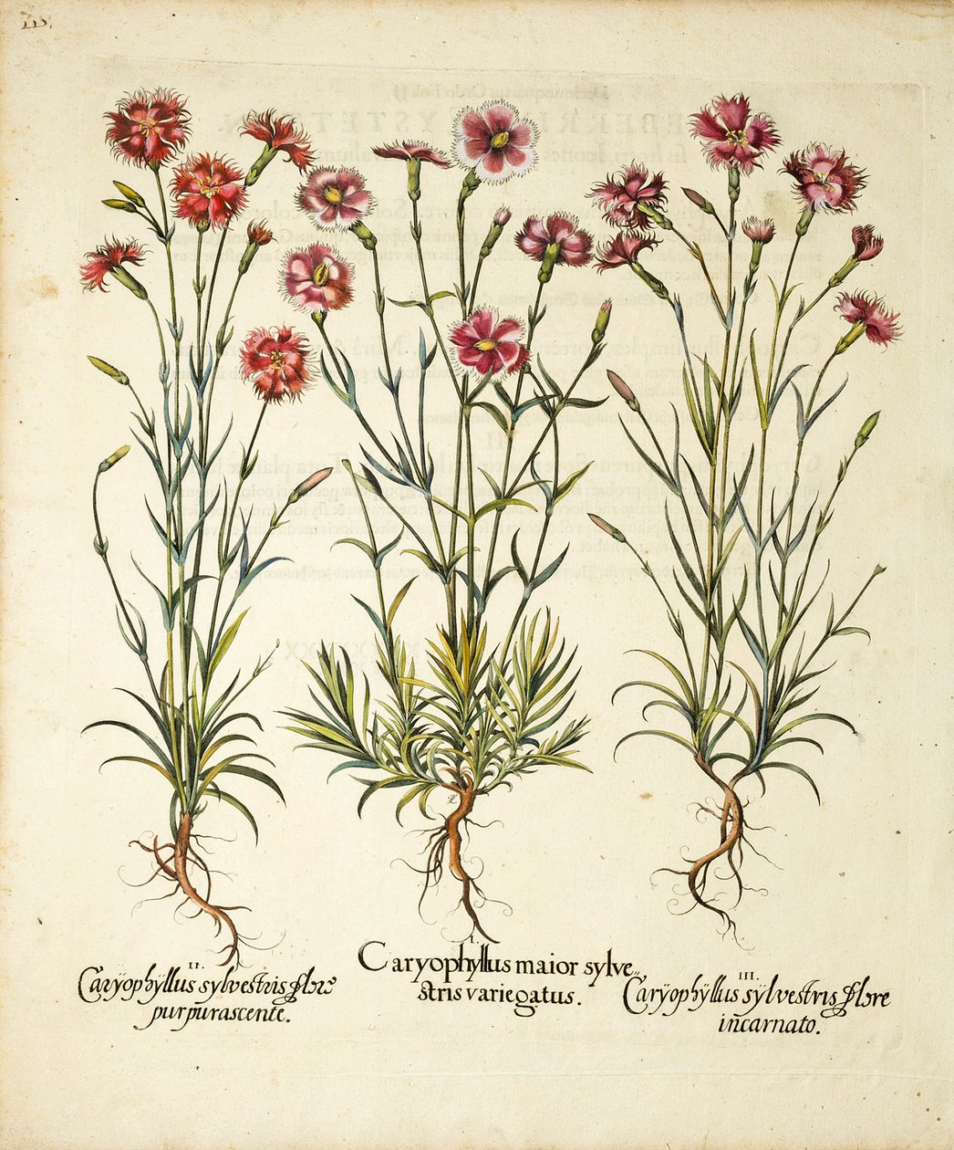 Odrůdy Caryophyllus Sylvestris publikované v Hortus Eystettensis, 1613 od Basilius Besler