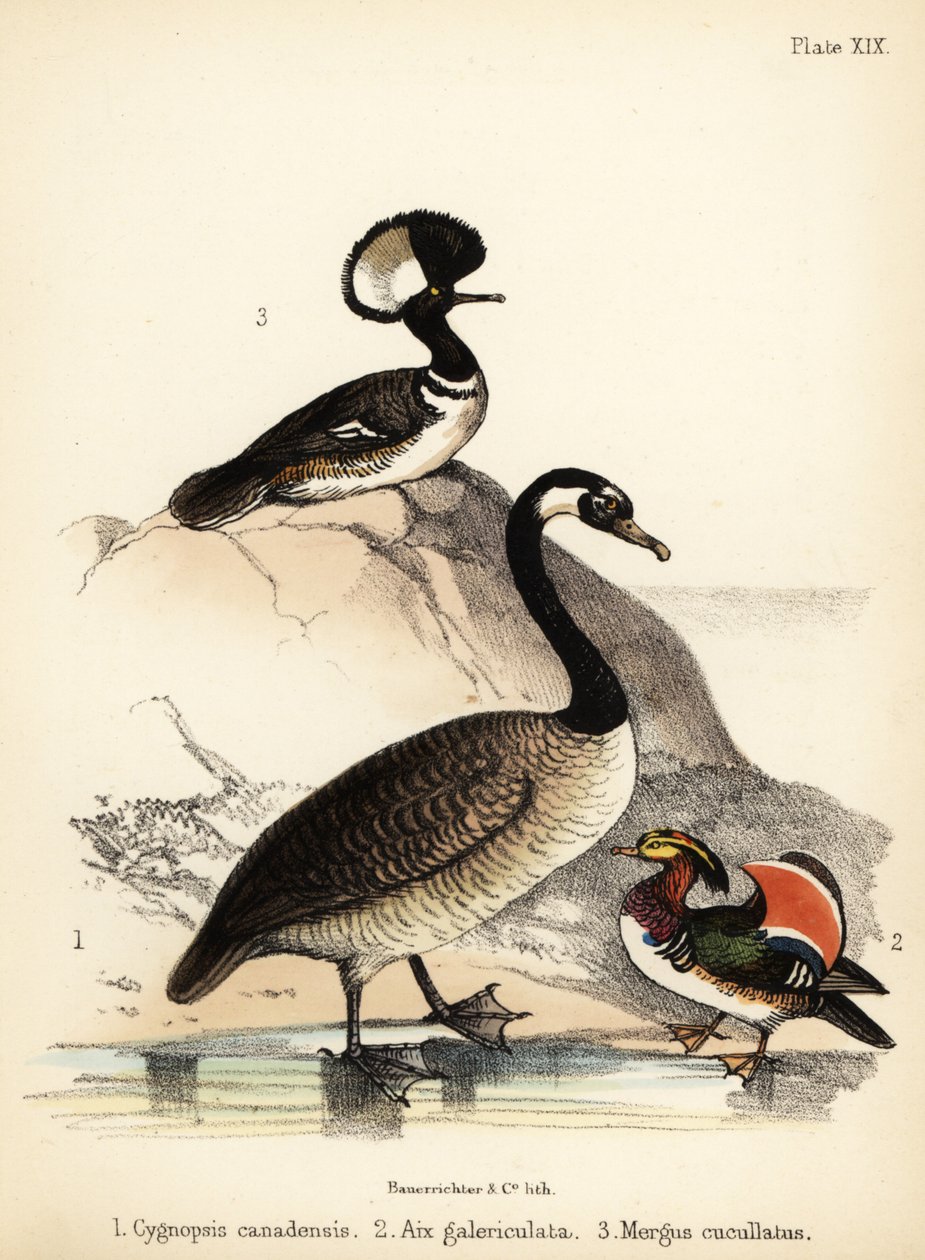 Kanadská husa, kachna mandarínská a mořčák s kapucí. 1855 (litografie) od Bauerrichter