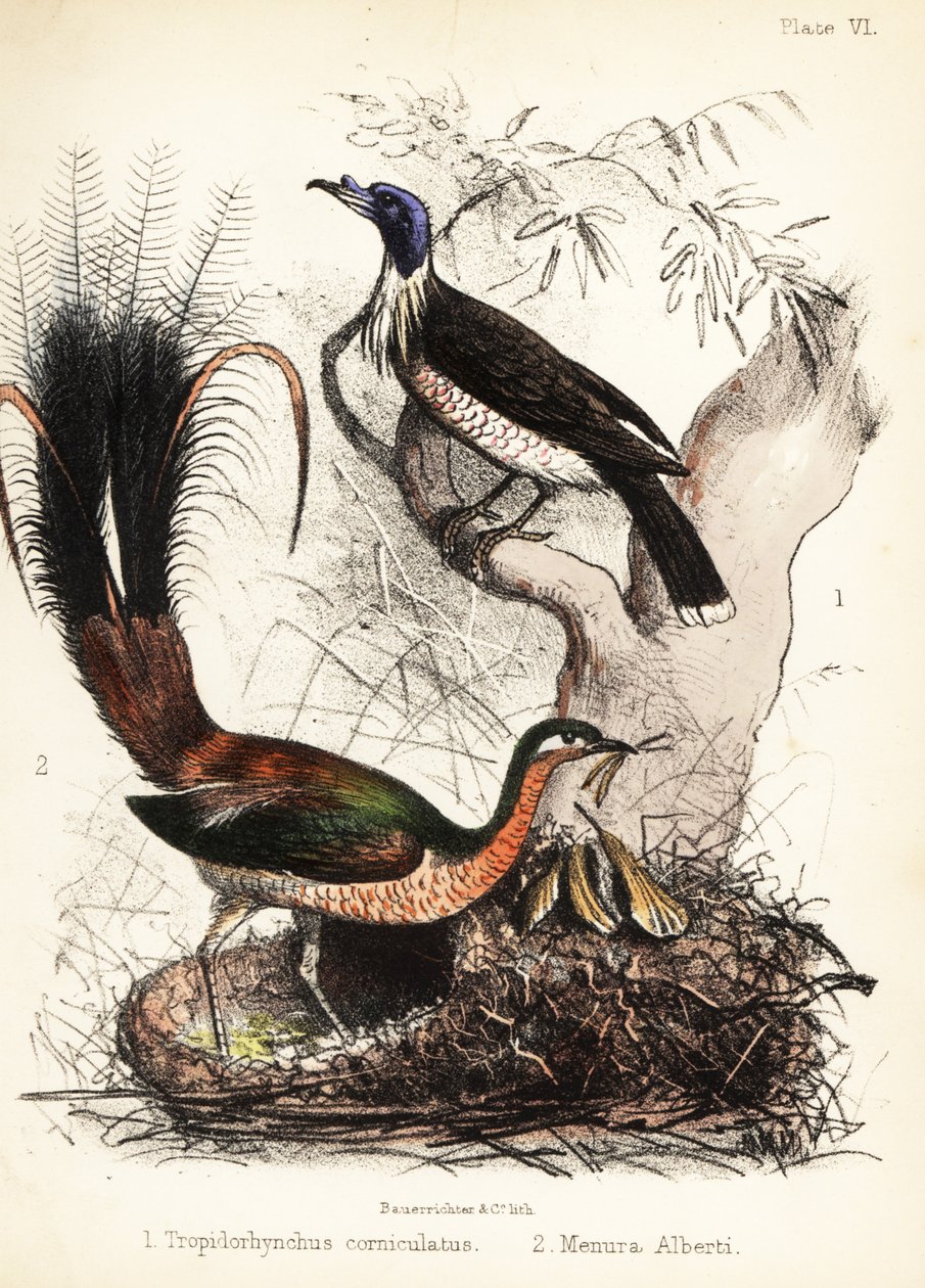 Friarbird a lyrebird. 1855 (litografie) od Bauerrichter