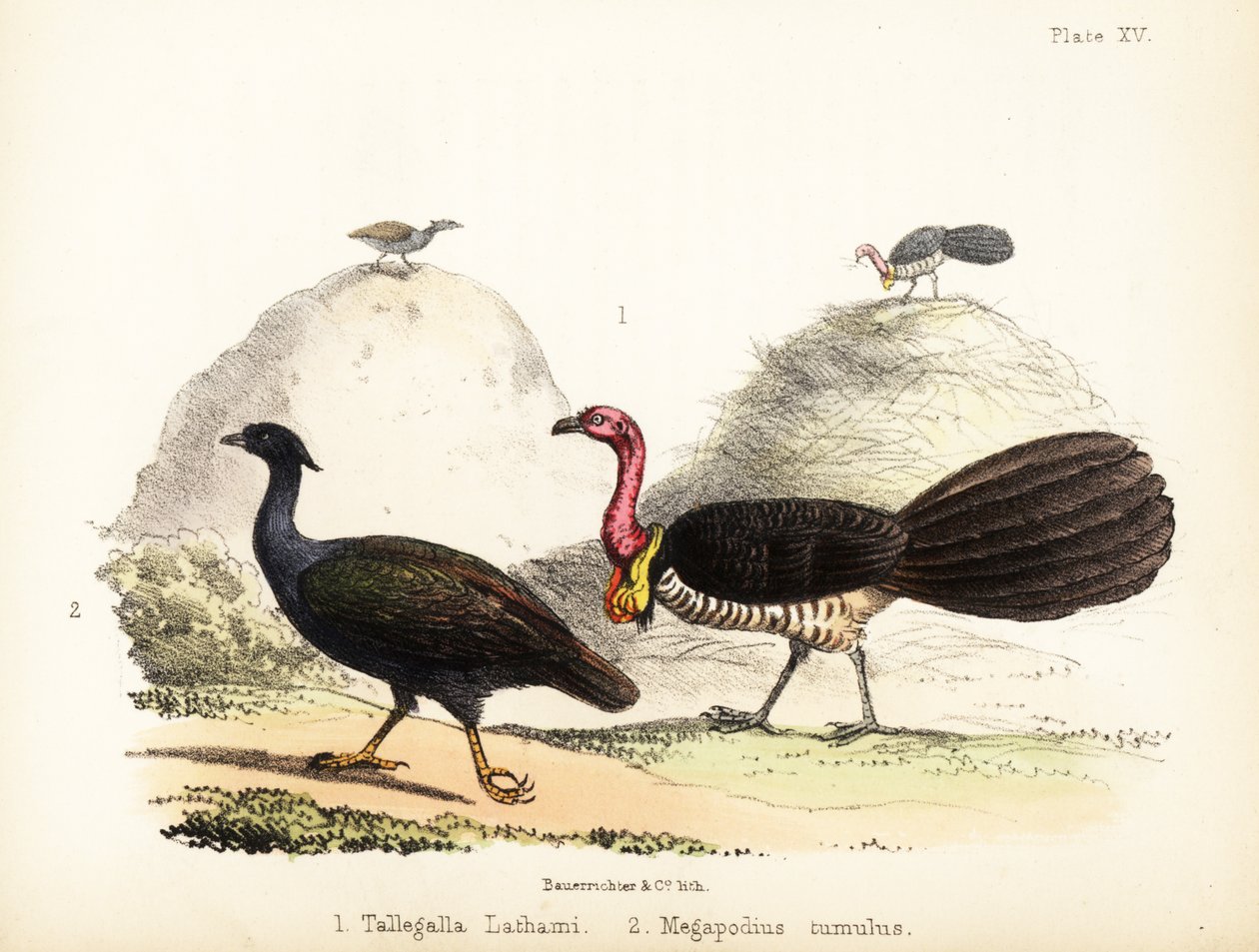 Gweela a oranžovonohý křovin. 1855 (litografie) od Bauerrichter